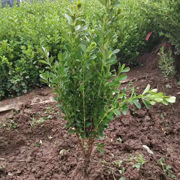 常年供应瓜子黄杨小苗 带土块装车 易成活