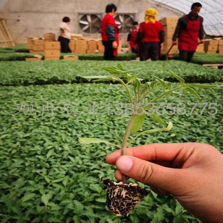 番茄苗 西红柿苗 圣女果苗 各种菜苗销售批发 山东育苗基地 旭冉农业 专注育苗嫁接