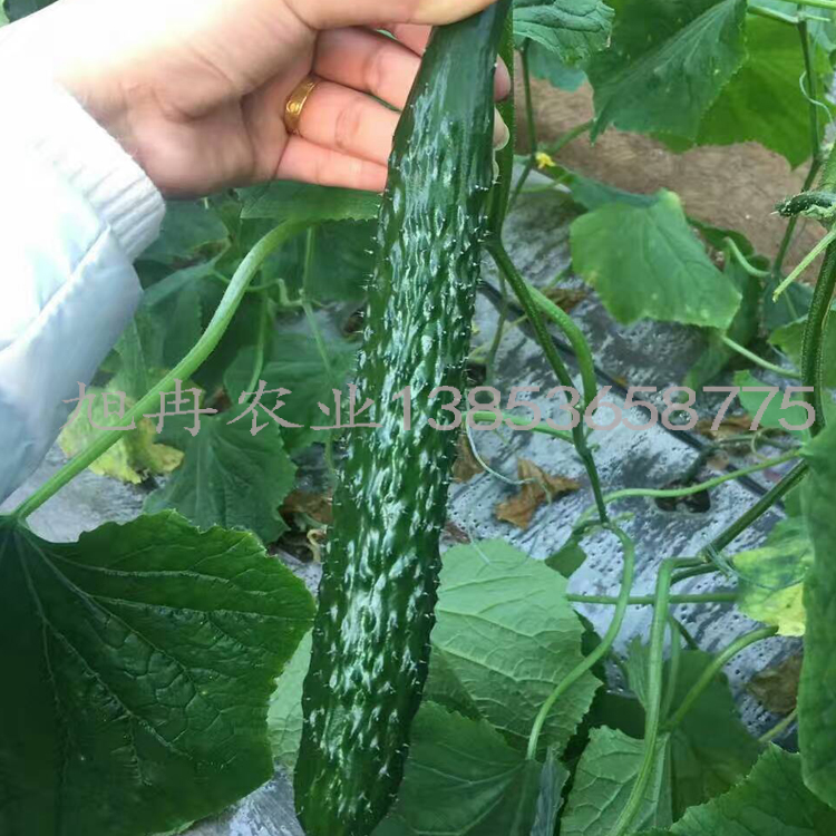 早春黄瓜苗 黄瓜种孑 黑油亮黄瓜新品种 山东寿光黄瓜种子 旭冉农业 质量好价格低