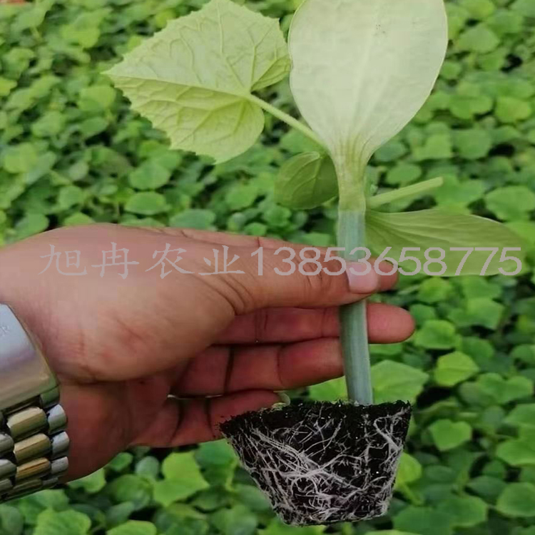 状元一号黄瓜种子苗子 强雌黑油亮 早春保护地种植 山东旭冉农业