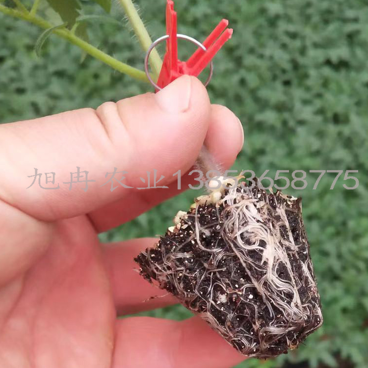 嫁接西红柿苗 抗死颗 线虫 抗ty 越冬大果 旭冉农业基地全国直供