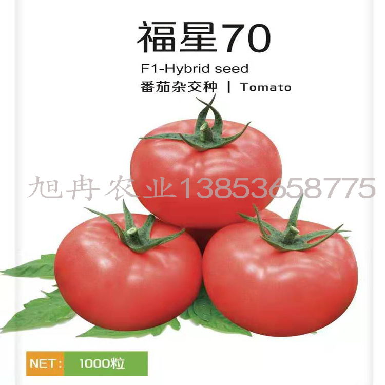 旭冉农业福星70番茄种子 抗病毒耐裂耐热 福星70西红柿种子 西红柿苗