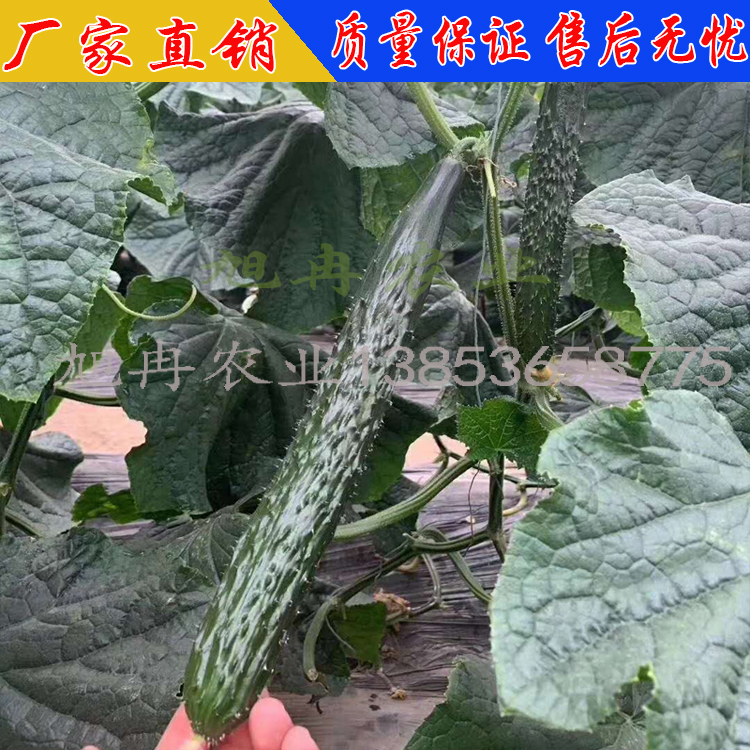 博丰88黄瓜 旭冉农业 黑绿油亮黄瓜种子 品质优良 黄瓜苗 现货直销