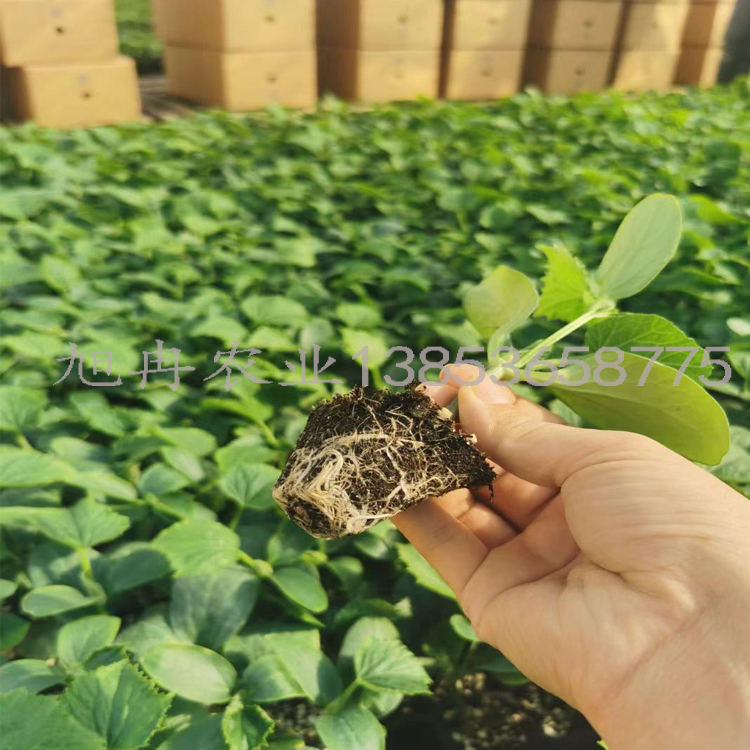 申青一号 旱黄瓜种苗 耐寒抗病精品黄瓜嫁接苗  诚招各地代理商 旭冉农业 