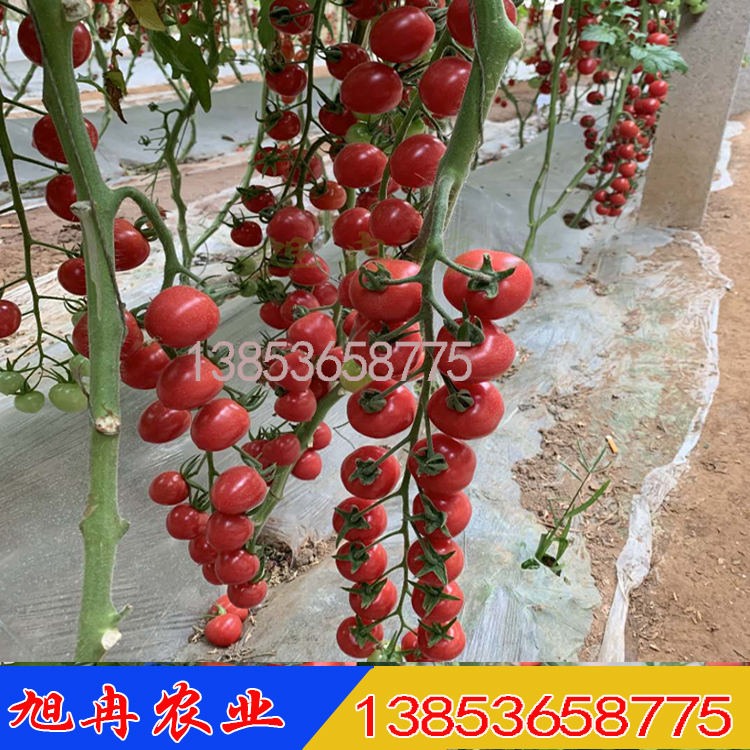 小西红柿苗 水果西红柿种子 高产小番茄种子批发 山东育苗基地旭冉农业