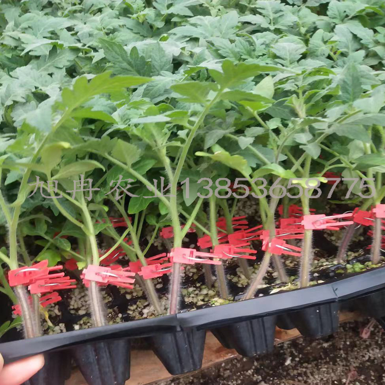 番茄苗 嫁接大红柿子苗 旭冉农业 嫁接番茄苗 番茄苗嫁接基地 苗场直发更便宜 全国直供