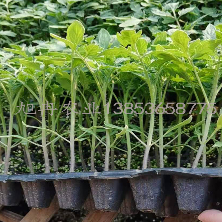 越冬早春番茄苗 旭冉农业 硬粉西红柿苗 西红柿种孑大果型抗病毒 
