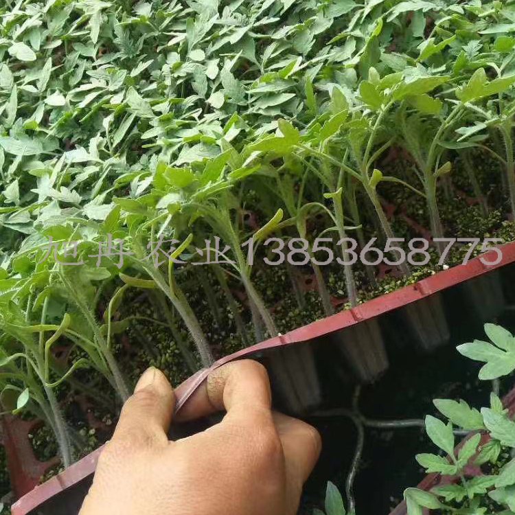 东风199番茄种子 东风199西红柿种子 东风西红柿苗 山东育苗基地 旭冉农业 