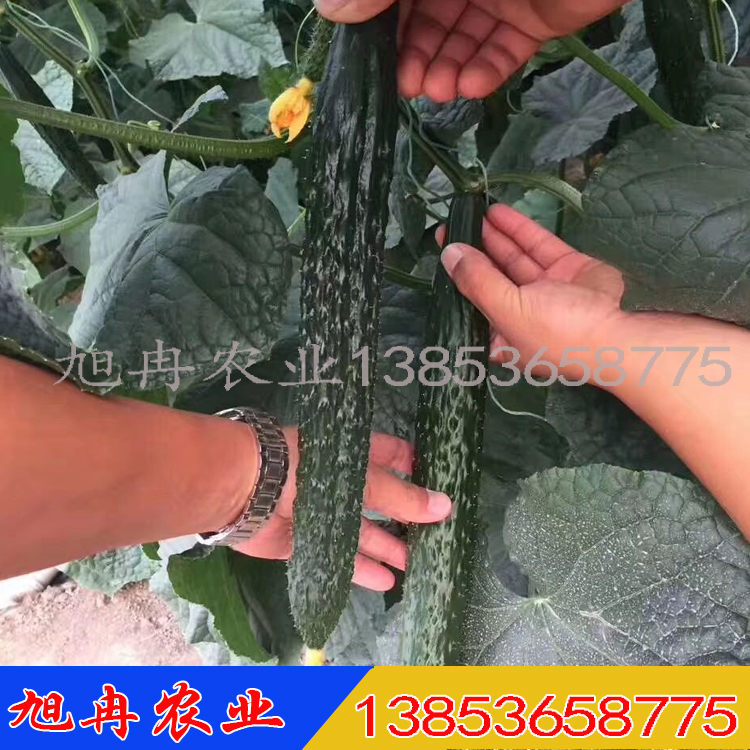 旭冉农业 绿龙8号黄瓜种子厂家 绿龙强雌黑油亮黄瓜种子 黄瓜苗 现货直销
