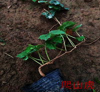 青州爬山虎价格 爬山虎小苗 爬山虎批发厂家 夏杰苗木基地