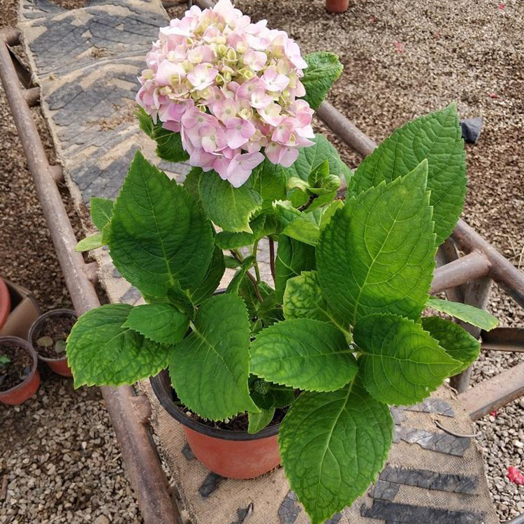 八仙花 基地直销 木绣球   木绣球苗  绣球花订购