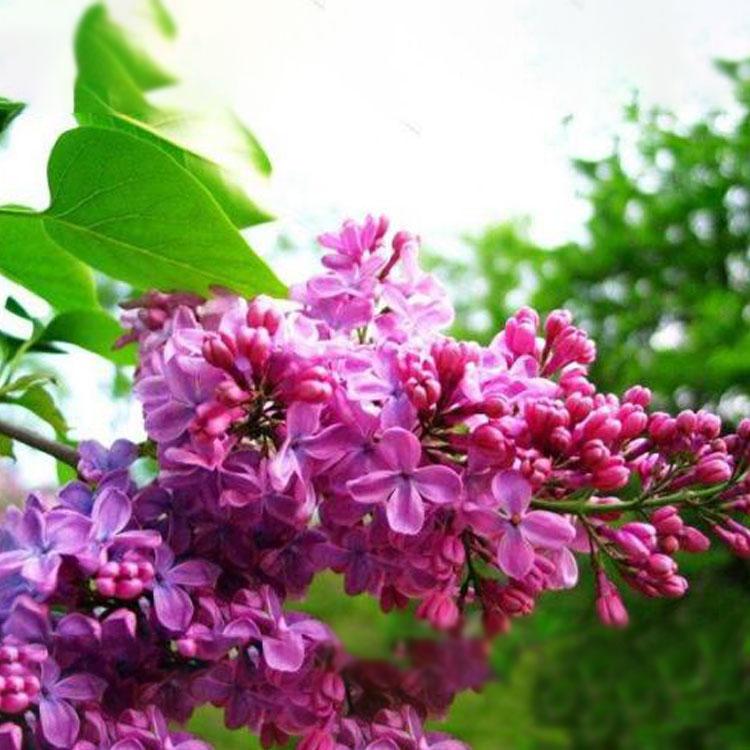 丁香 丁香花花卉价格 丁香采购基地  林博园林