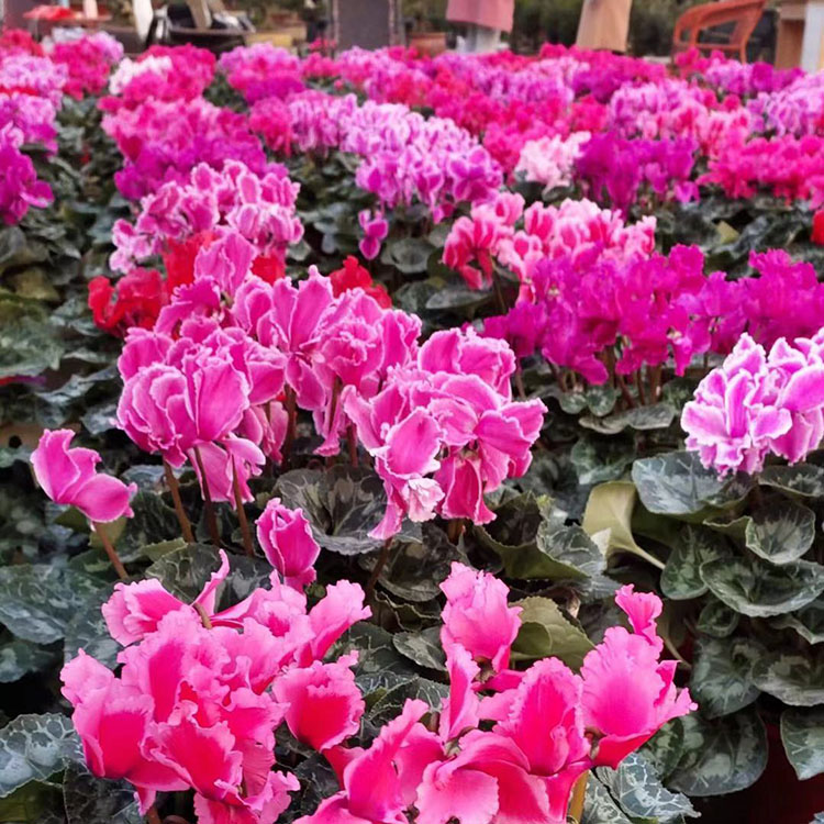 春彩花卉常年供应仙客来盆栽 性喜温暖怕炎热