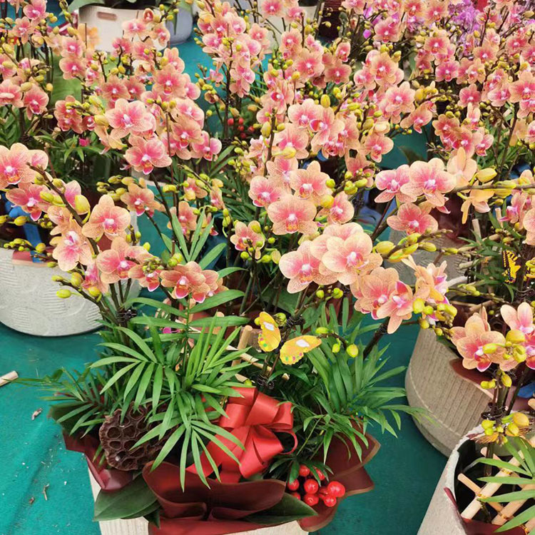 蝴蝶兰 基地直供观花盆栽蝴蝶兰 春彩花卉