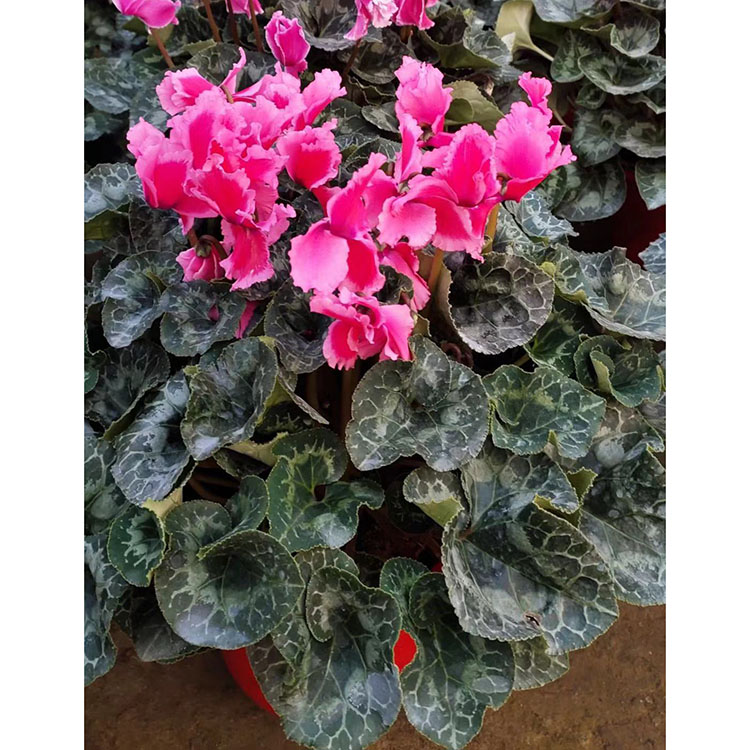 春彩花卉供应仙客来盆栽 小苗好成活 批发供应