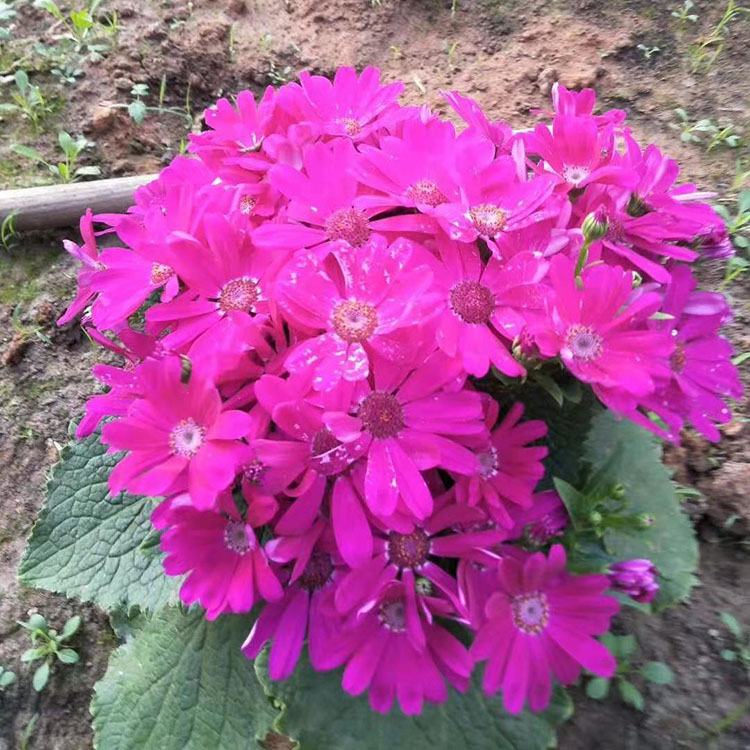 瓜叶菊 春彩瓜叶菊价格 多年生草本