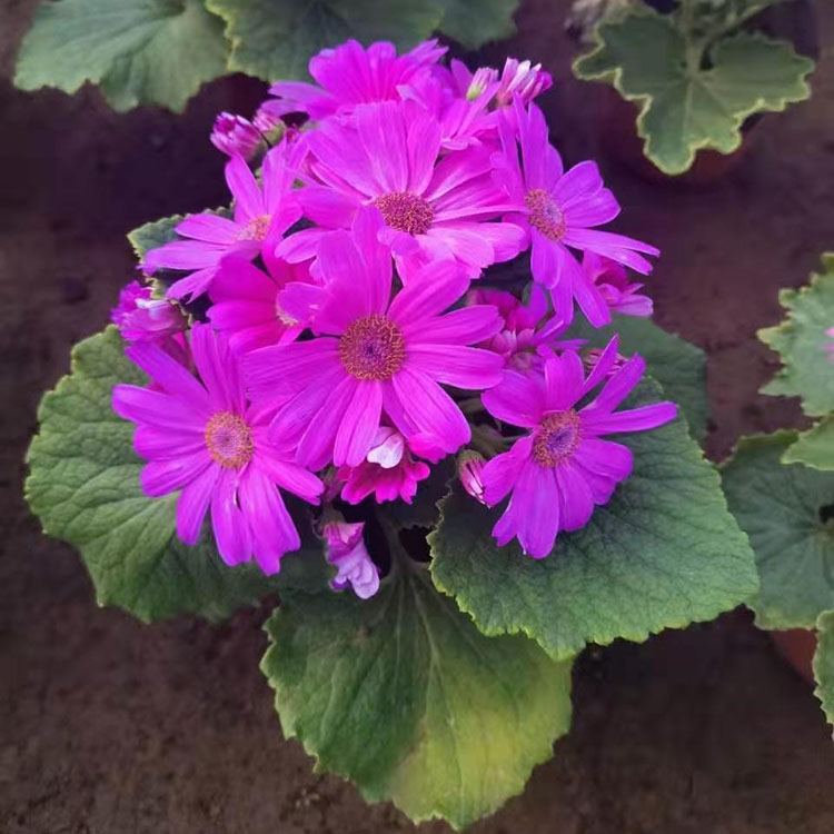 可观赏植物 瓜叶菊批发 春彩瓜叶菊价格优惠