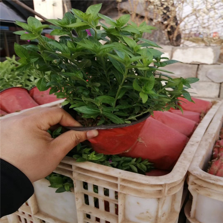 山东满天星价格 满天星批发采购 江瑞草花基地
