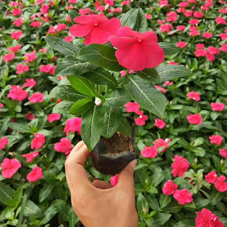 长春花小苗出售 供应天天开 批发天天开杯苗