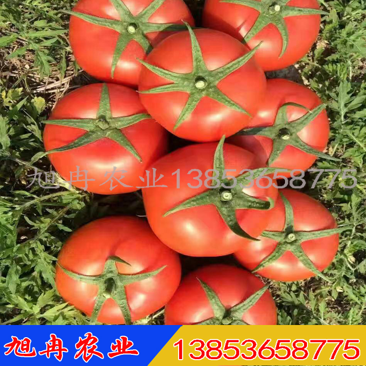 耐寒嫁接西红柿种苗 抗死棵嫁接大红番茄苗 无病虫害 长期出售 旭冉农业