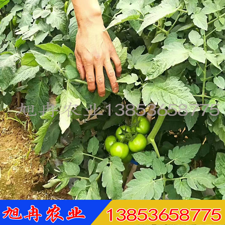 适合云南种植大红西红柿种子 露天种植红果番茄苗 长期出售 旭冉农业