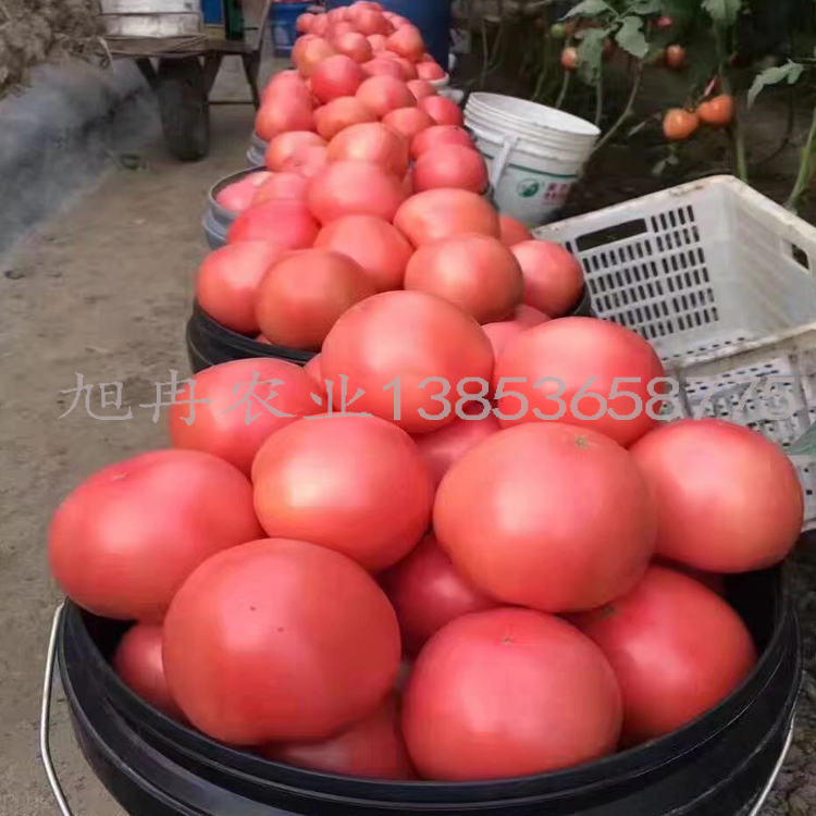 番茄苗 抗病毒大西红柿 大果亮粉西红柿苗 现货速发 旭冉农业