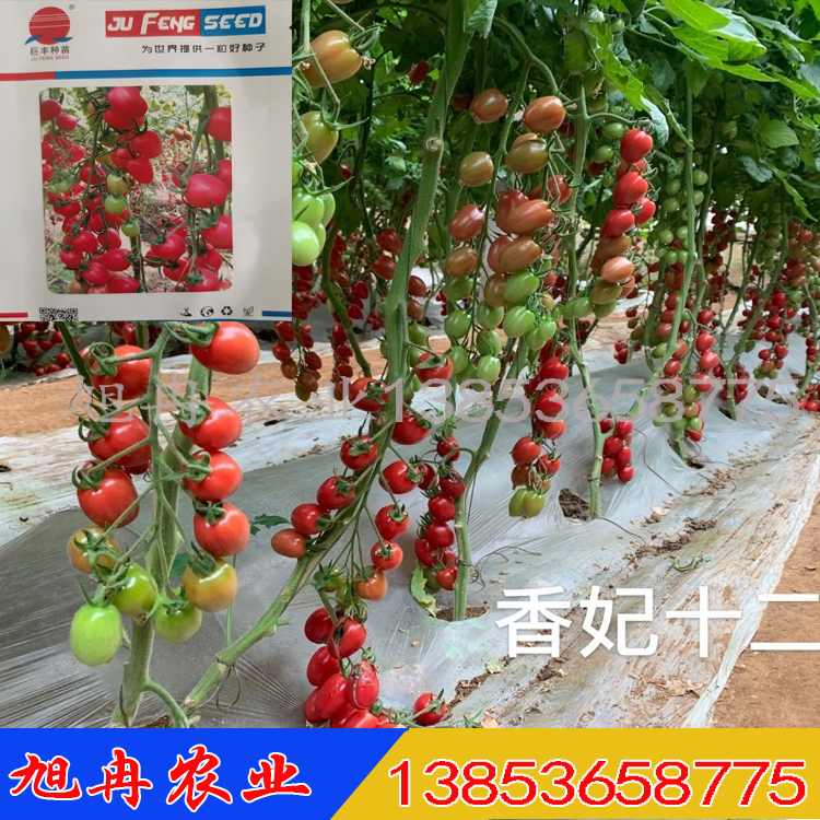 粉贝贝圣女果苗 小西红柿种子 小番茄苗 基地种植小番茄 旭冉农业 香妃十二小番茄种子