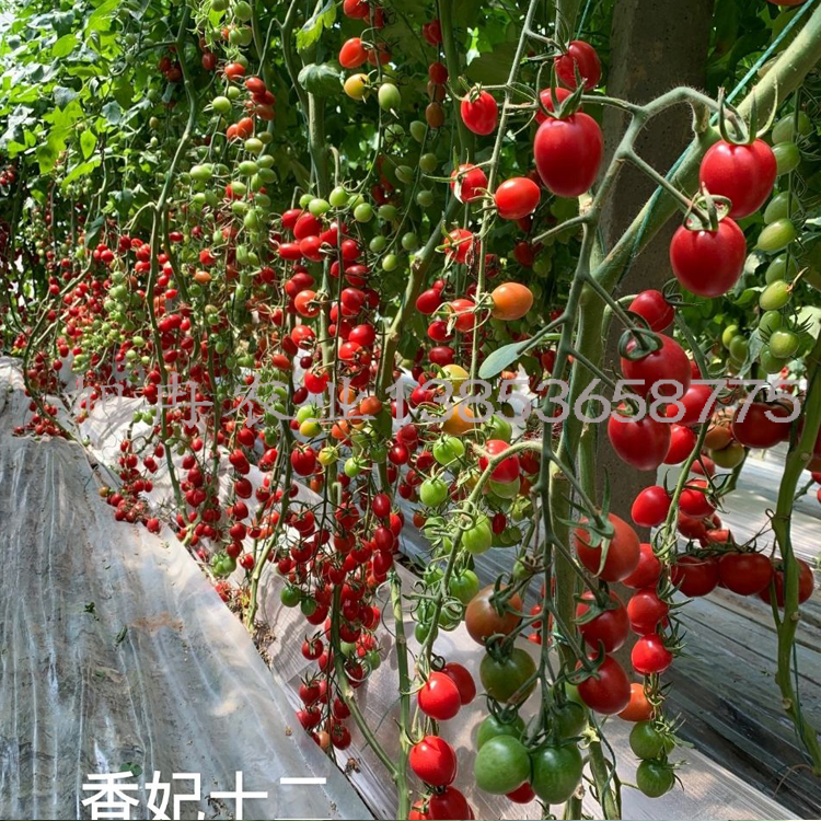 粉千禧贝贝圣女果苗 小西红柿种子 小番茄苗 蔬菜苗 基地种植品种 旭冉农业