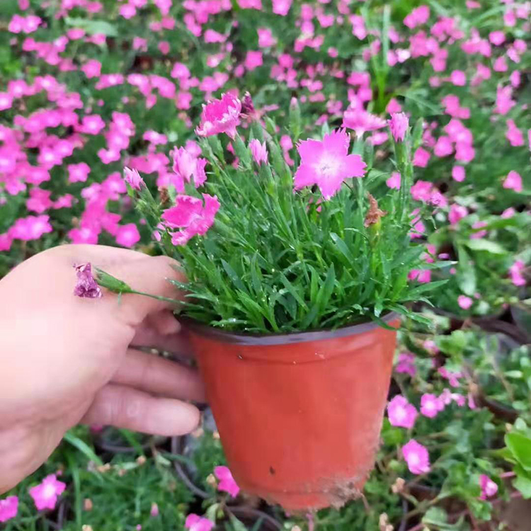欧石竹花海苗 双色盆营养杯价格不同 易成活 价格优惠