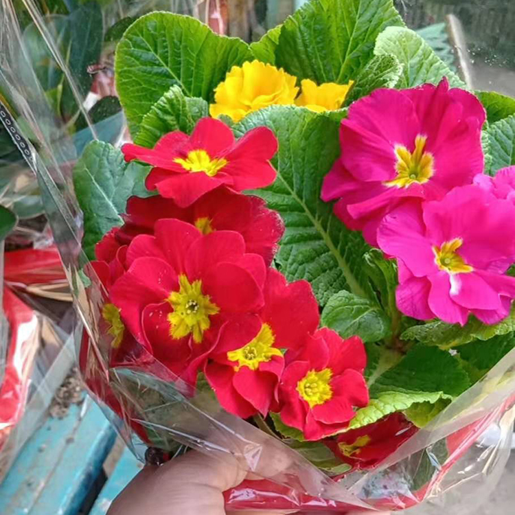 报春花盆栽 可美化家居环境 基地大量批发 