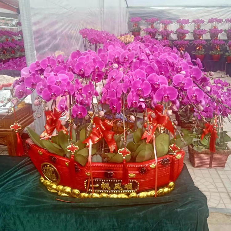 青州花卉苗木基地供应蝴蝶兰 叶片3-4枚 适宜观赏