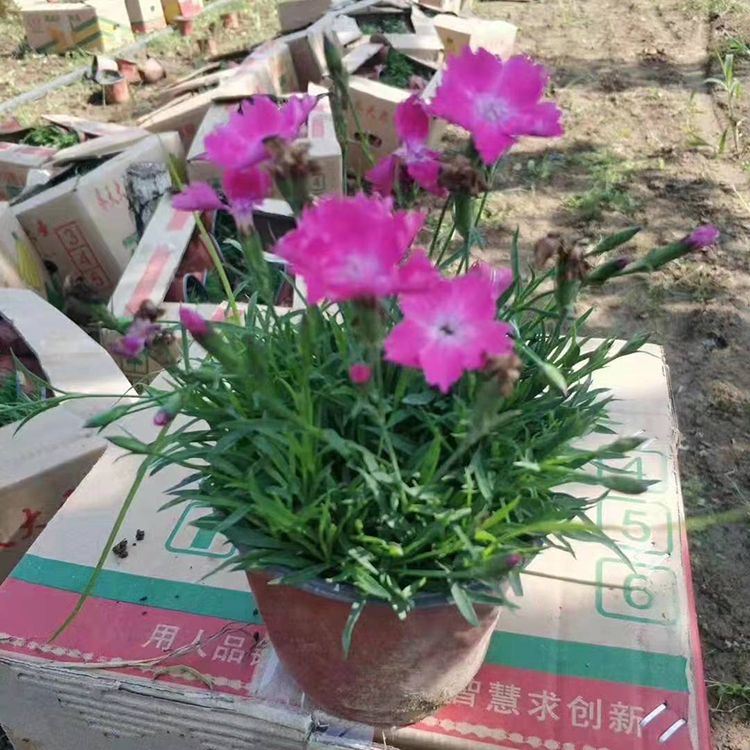 宿根草花 粉花欧石竹欧石竹供货商