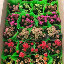 办公室盆栽花卉 长寿花 别名矮生伽蓝菜 花色丰富易成活
