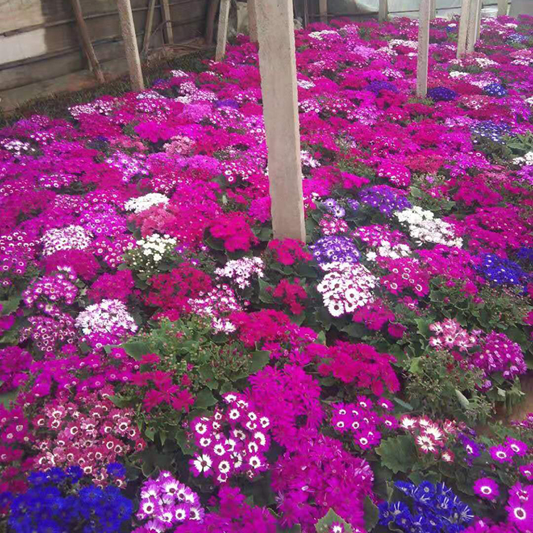 瓜叶菊基地供应 园林景观装饰花卉 花色多种