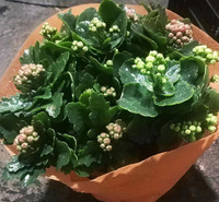 温室花卉 长寿花小苗批发基地 春彩花卉 量大价优