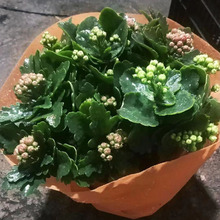 温室花卉 长寿花小苗批发基地 春彩花卉 量大价优