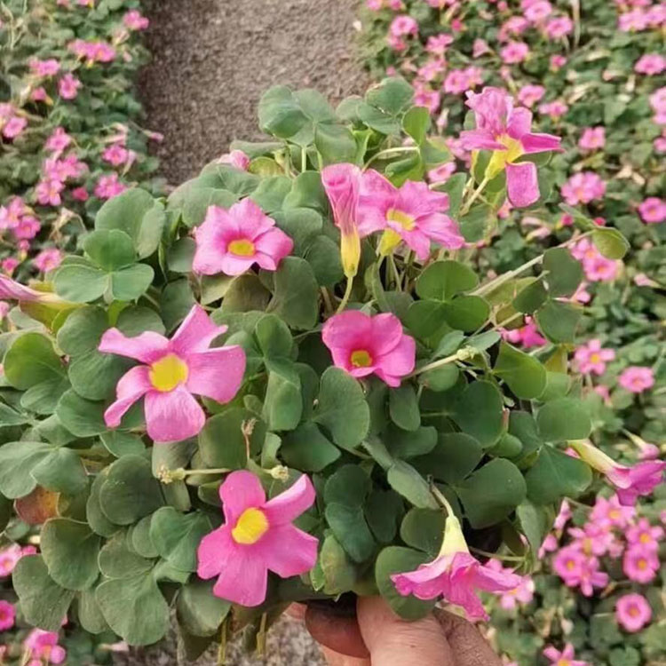 大花芙蓉酢浆草 春彩花卉基地大量直供