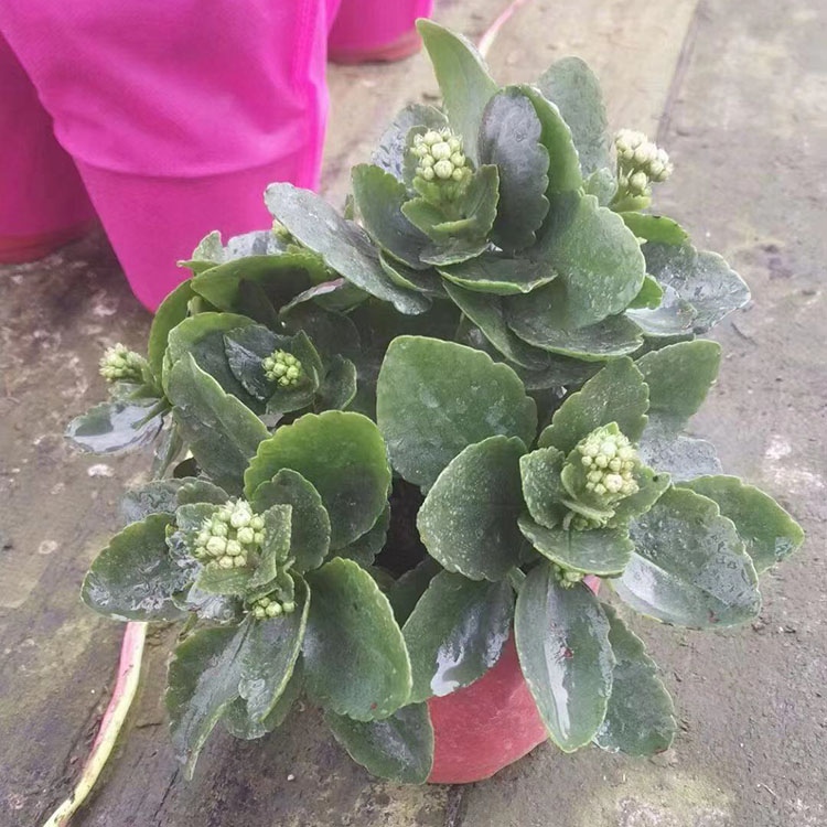 长寿花 春彩花卉基地直供盆栽长寿花
