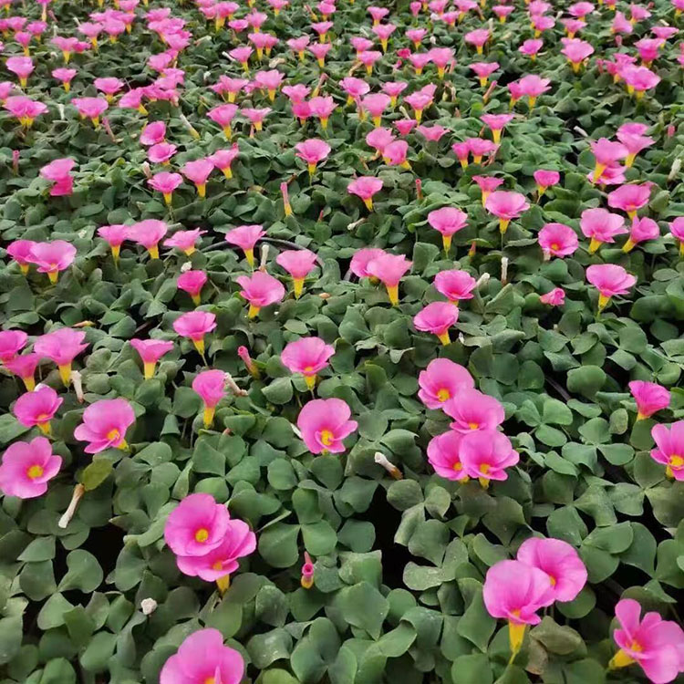 多年生草本植物 大花芙蓉酢浆草批发 春彩基地供应