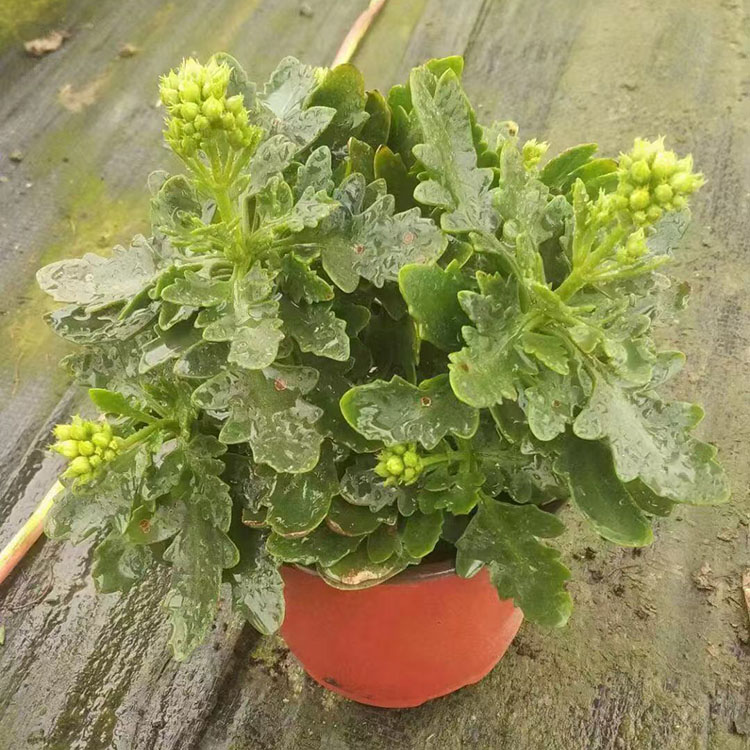 长寿花价格 观花租摆花卉大量供应  长寿花好货预定中
