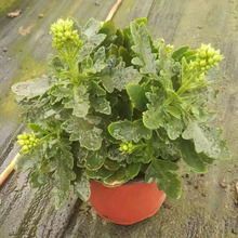 长寿花价格 观花租摆花卉大量供应  长寿花好货预定中
