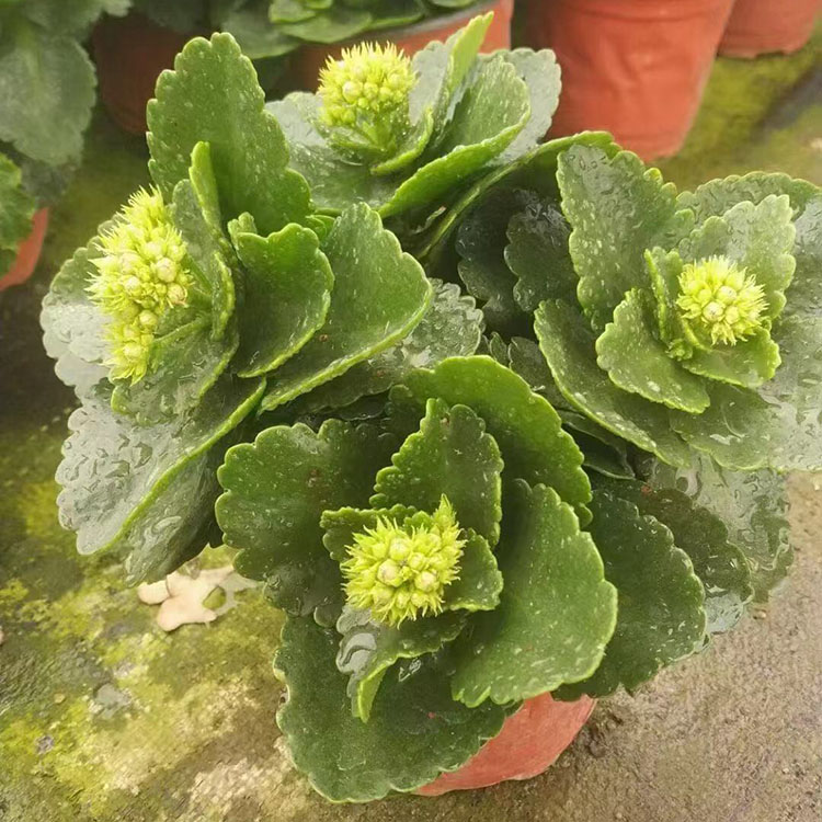 租摆花卉长寿花大量供应 喜阳光充足 春彩花卉苗木