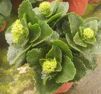 租摆花卉长寿花大量供应 喜阳光充足 春彩花卉苗木