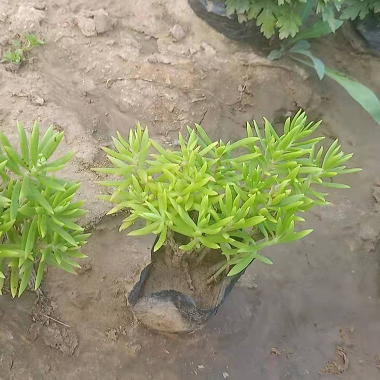佛甲草 耐寒地被宿根多年生草本植物 优良佛甲草小苗优价出售中