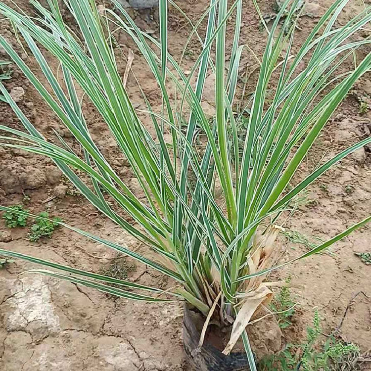 花叶芒 喜光多年生草本 暖季型丛生花叶芒小苗