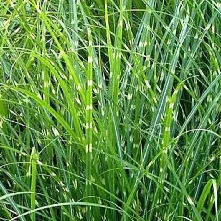 丛生暖季型植物花叶芒小苗培育基地 志民花卉苗木