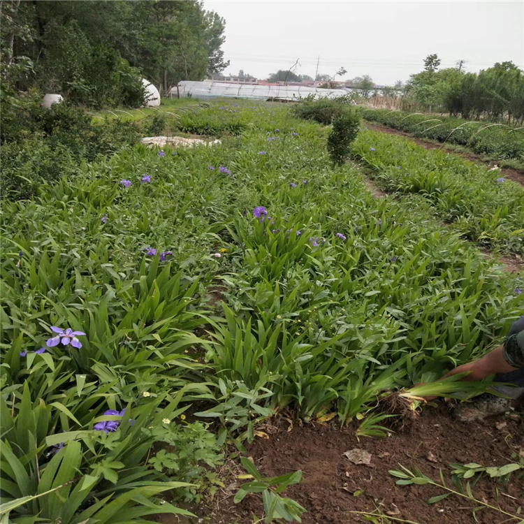 蓝花鸢尾批发 老鸢尾价格 兰花鸢尾种植基地
