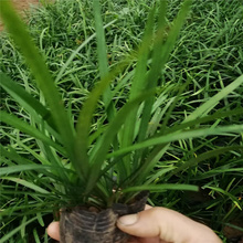 兰花三七 山东阔叶麦冬基地