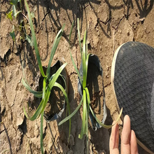 兰花三七基地供应 优质耐寒兰花三七批发价格 专业地被兰花三七出售