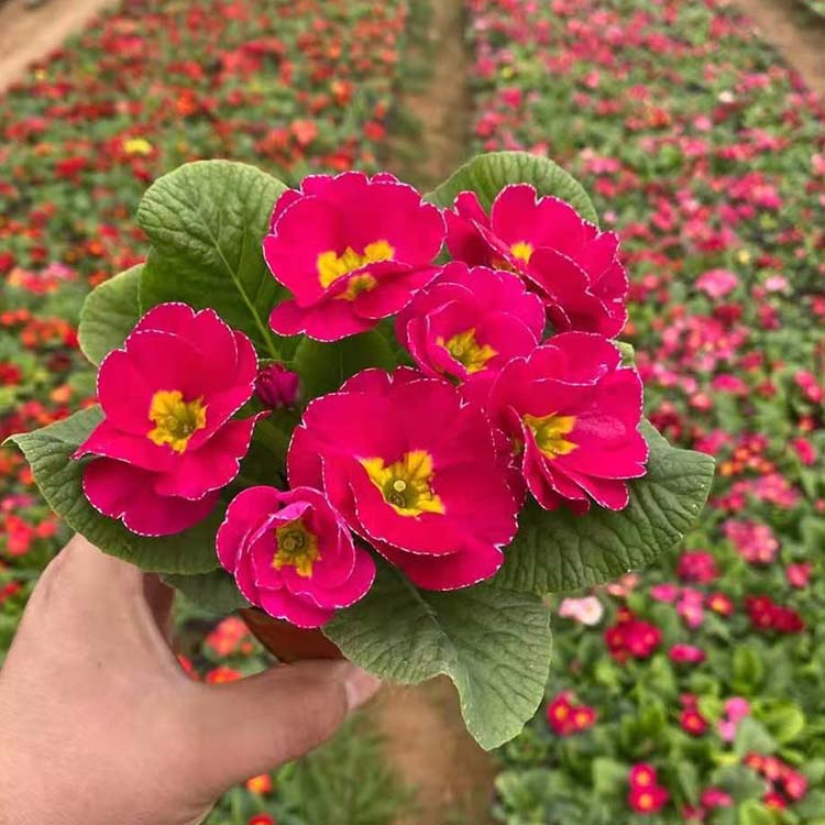 春琳报春花 基地直供 叶簇生二年生草本植物 观赏价值高